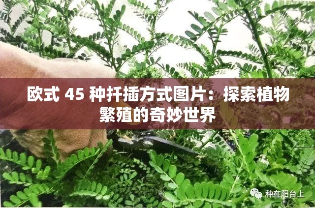 欧式 45 种扦插方式图片：探索植物繁殖的奇妙世界