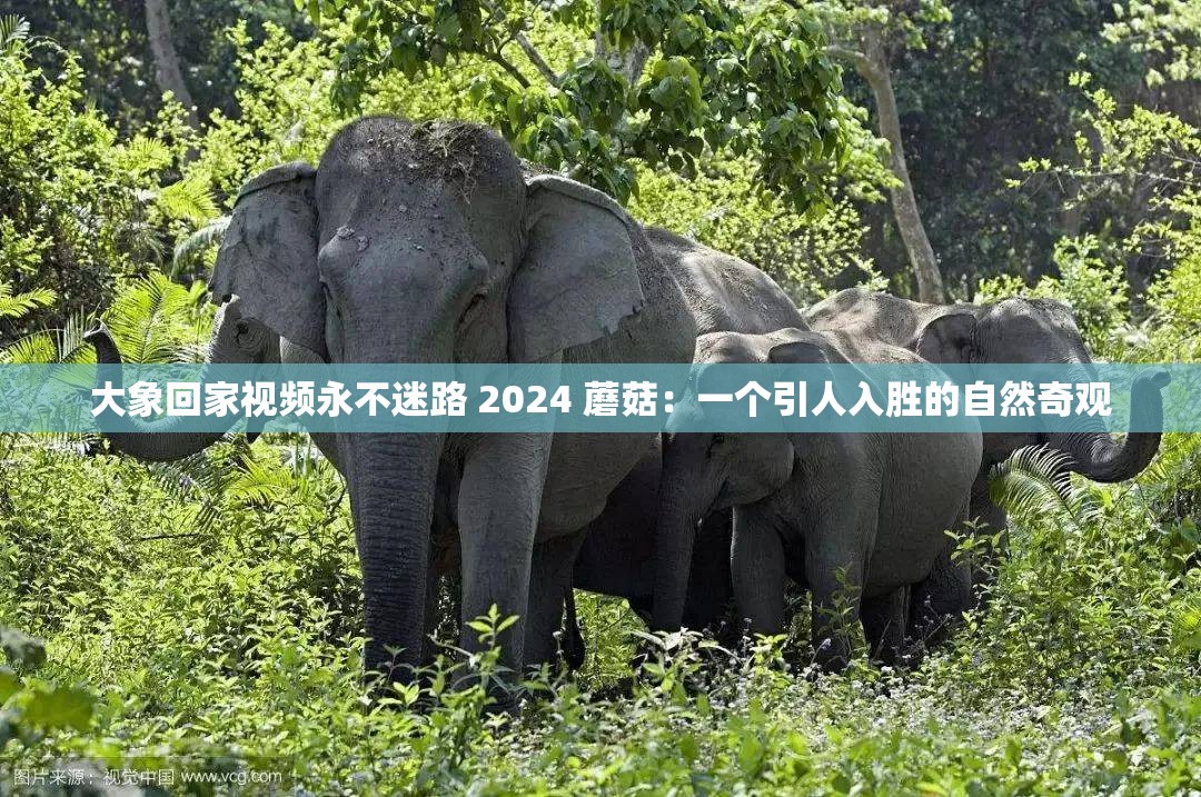 大象回家视频永不迷路 2024 蘑菇：一个引人入胜的自然奇观