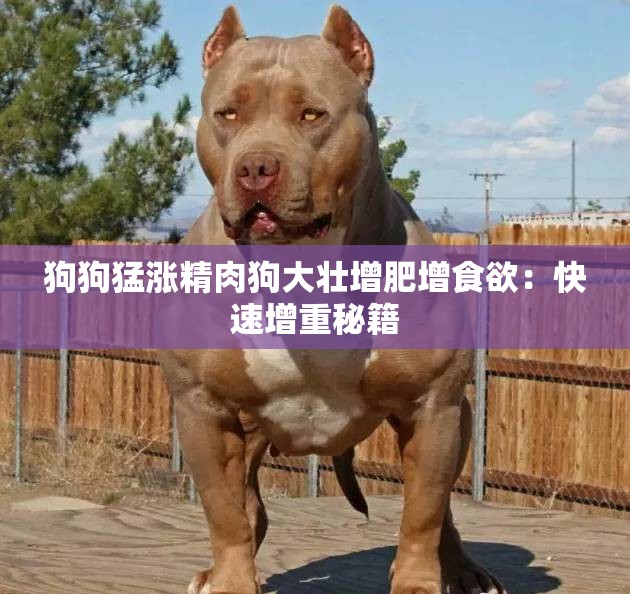 狗狗猛涨精肉狗大壮增肥增食欲：快速增重秘籍