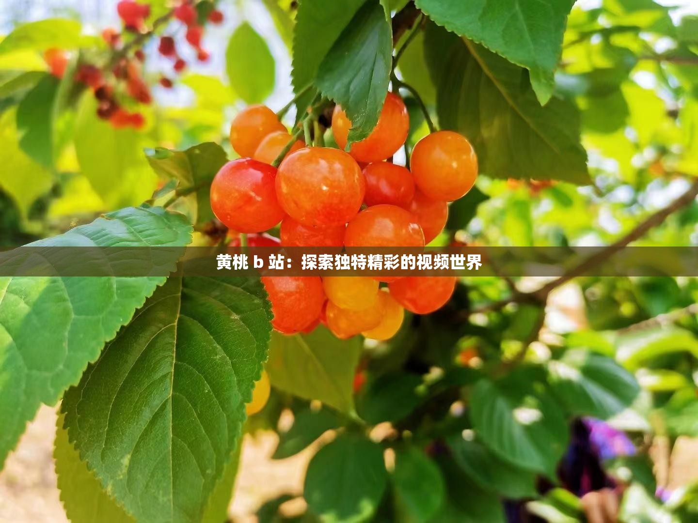 黄桃 b 站：探索独特精彩的视频世界