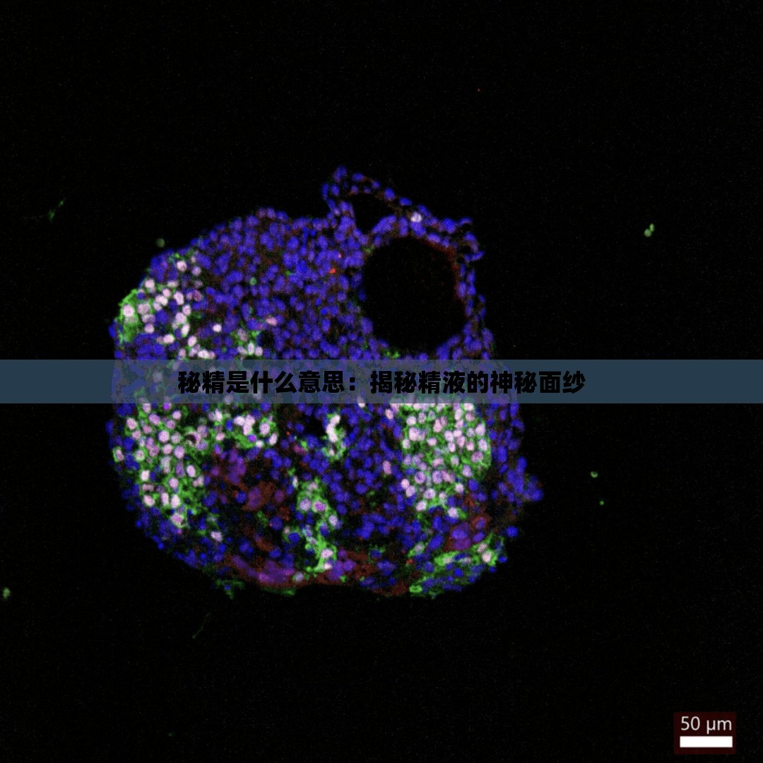 秘精是什么意思：揭秘精液的神秘面纱
