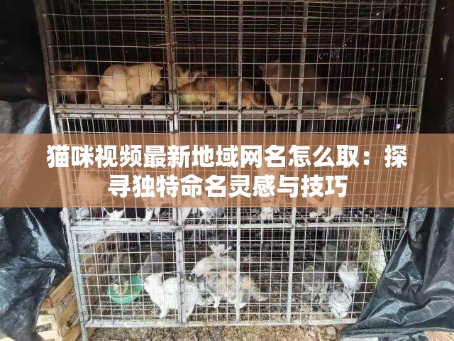 猫咪视频最新地域网名怎么取：探寻独特命名灵感与技巧