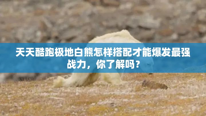 天天酷跑极地白熊怎样搭配才能爆发最强战力，你了解吗？